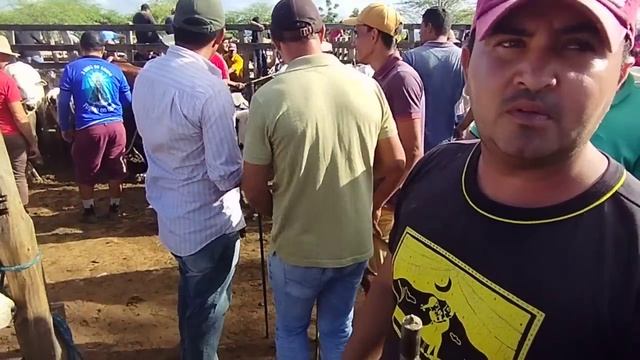 Feira do Gado de Tabira-PE dia 24/04/2024 Pátio junta de bezerros e boi de carro смотреть онлайн