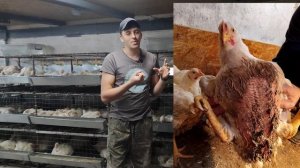 Клеточное содержание бройлера. В чем преимущество?