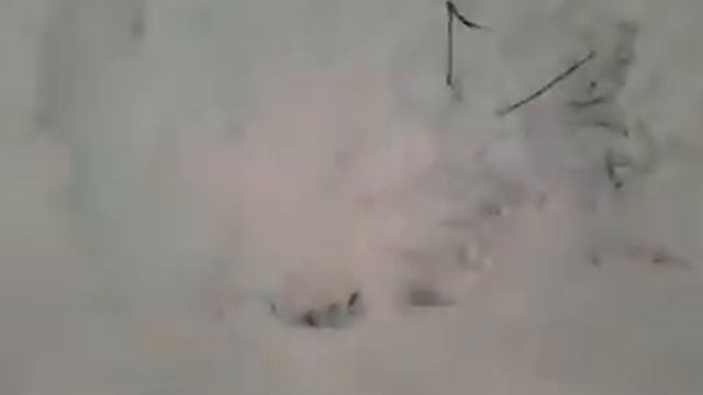 Джигурда деревенский жжжот!!!! смотреть онлайн