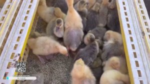 птичий рынок челябинска