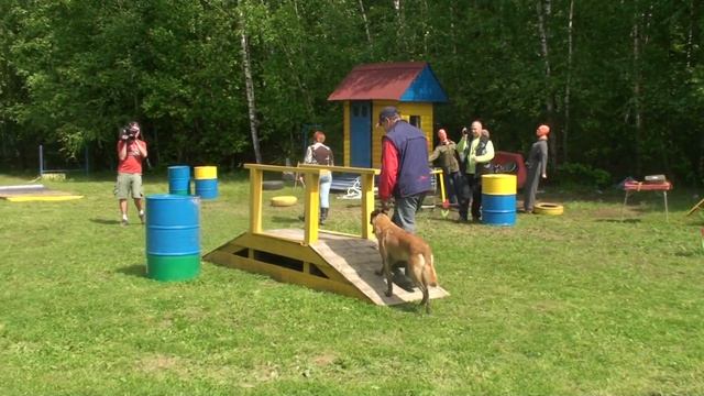 Послушание, отказ от корма, рядовость,комплекс, прыжки, выдержка, атака в убегающего(догон).