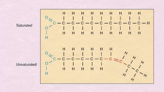 Role and Structure of Lipids (AQA, Edexcel, OCR) смотреть онлайн
