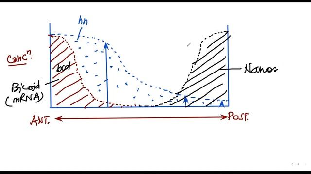 AXIS FORMATION OF DROSOPHILA - 2 смотреть онлайн