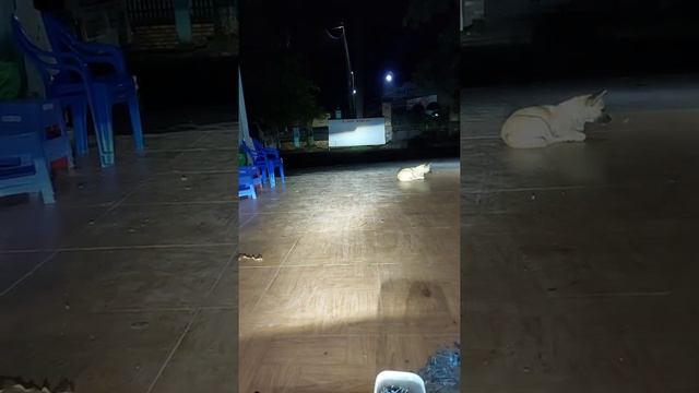 độ 4 bi led aozoom đômax omega laser chẩn phải nhập tâm ánh sáng 2 nhập 1 đường cắt ánh sáng смотреть онлайн