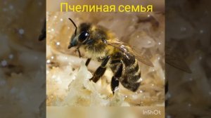 Видеоурок «Пчелиная семья»