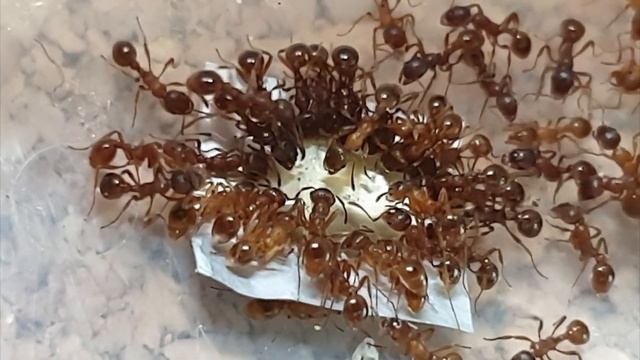 🐜 Myrmica rubra & Woda z cukrem trzcinowym [Tydzień 30] смотреть онлайн
