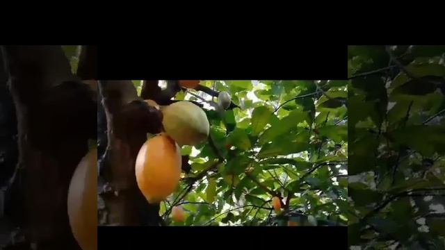 Dairy milk chocolate made from cacao tree fruit смотреть онлайн