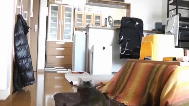 Смешной кот стоит на вороротах. Смешной кот оттачивает мастерство вратаря смотреть онлайн