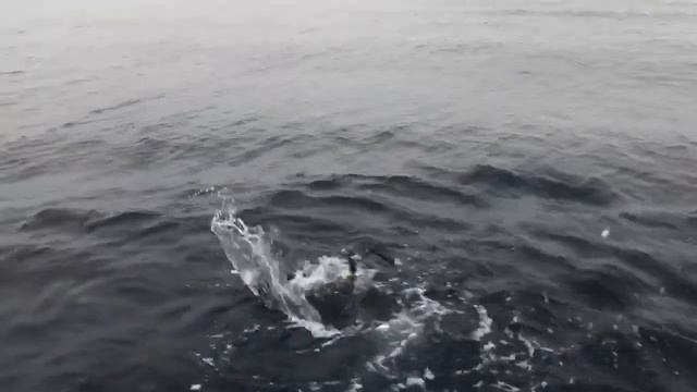 Four Striped Marlin Released off Southern California Coast- Marlin Fishing смотреть онлайн