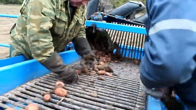 Картофелеуборочный комбайн - Стол переборки.avi смотреть онлайн