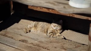 СЧАСТЛИВАЯ ЖИЗНЬ В ДЕРЕВНЕ | ХОЗЯЙСТВО РАСШИРЯЕТСЯ | ДЕЛАЕМ РЕМОНТ У БАБЫ ГАЛИ