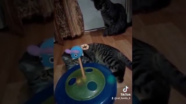 #кошачьи ИГРУШКИ смотреть онлайн
