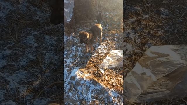 Вопрос о породе щенка, почему я спросил об этом? #щенок #собака #породасобак #ферма #вашаферма #пёс