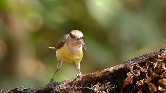Have you ever seen a SUNBIRD sucking water?💦🌊 Purple sunbird female (Cinnyris asiaticus) смотреть онлайн
