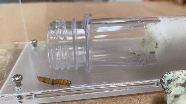 Fire Ants (Solenopsis invicta) Feeding on Mealworm! смотреть онлайн