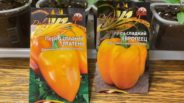 Очень хотела эти сорта ПЕРЦА! Ускоренный посев смотреть онлайн