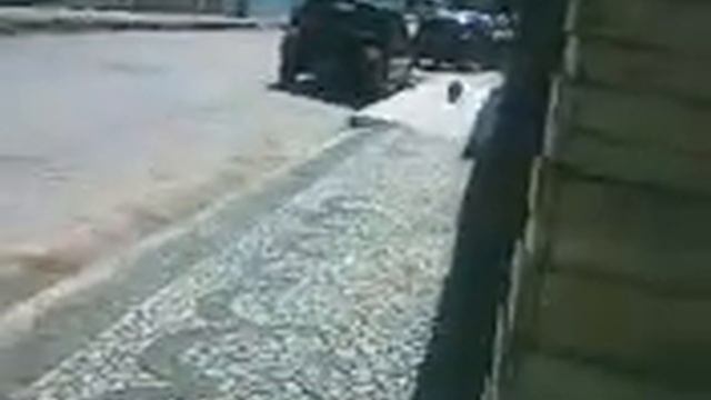 Crystal a cadelinha sacal! смотреть онлайн