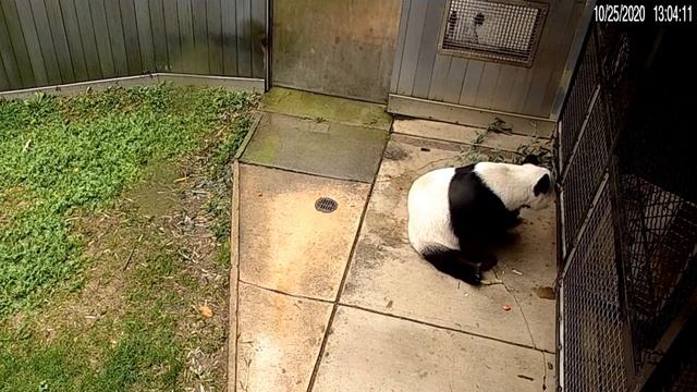 840 PANDA TIAN TIAN & MEI XIANG смотреть онлайн