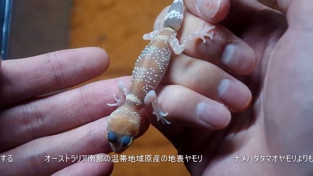 【観察】ナキツギオヤモリのハンドリング【飼育】Barking Gecko on my hand смотреть онлайн