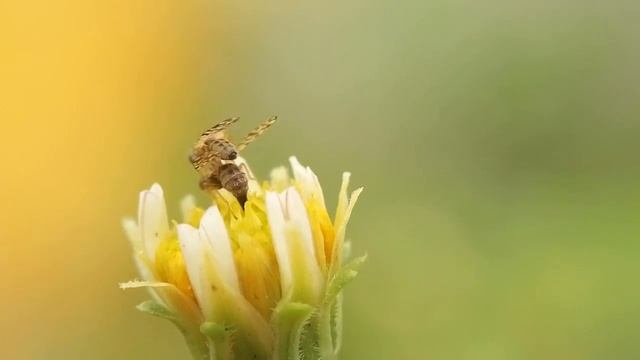 Insect mating смотреть онлайн
