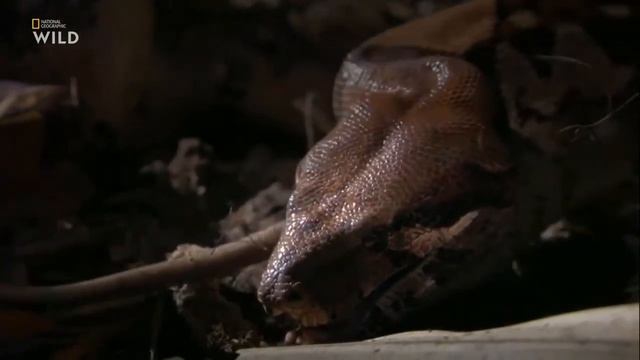 Змеи монстры смотреть онлайн