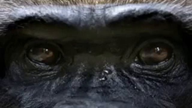 El mono inteligente смотреть онлайн