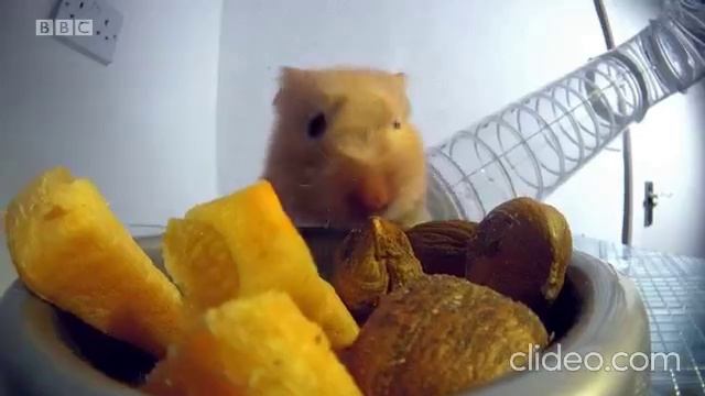 WW2 Unit 3 Bbc-culture-wild-at-heart