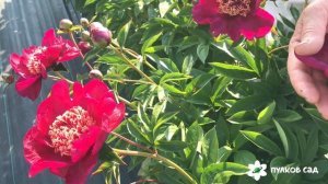 Sword dance peony. Сворд дэнс пион. Пулков сад (2022 г)