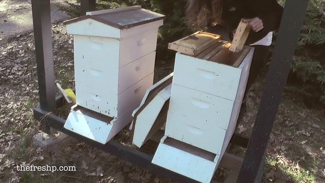 P's Bees: The Collapse of our Honeybees | Fresh P смотреть онлайн