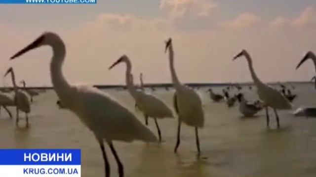 Бал белых цапель в «Тузловской Амазонии» смотреть онлайн