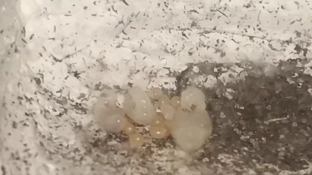 Муравей-пуля / Paraponera clavata ants смотреть онлайн