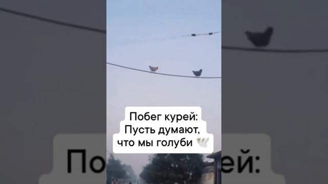 Побег курей смотреть онлайн