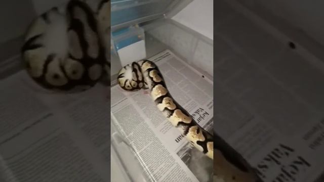 pasca sembuh dari corona malah tambah rakus BP pastel смотреть онлайн