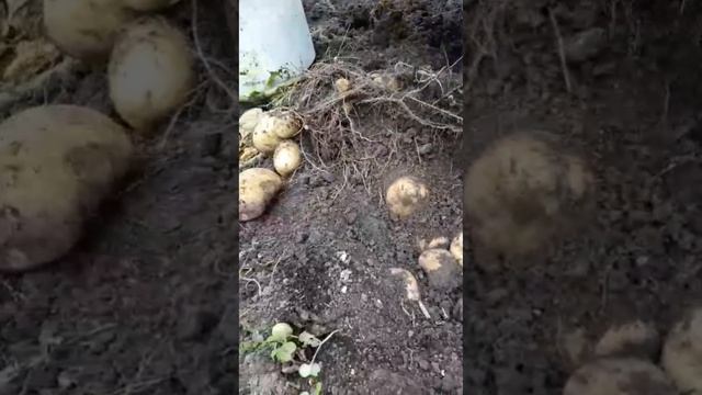 Антошка, пошли копать картошку смотреть онлайн