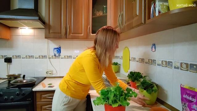 влог 16. ПОЛИВ и уход за домашними полезными и любимыми растениями: за фикусами, фиалками, хлорофиту