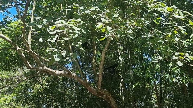 обезьяны смотреть онлайн