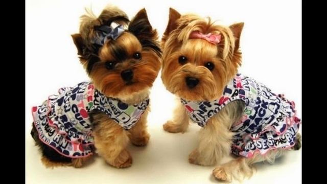 vimperor ru 141127113226aa133fa97a7e0759 3 смотреть онлайн