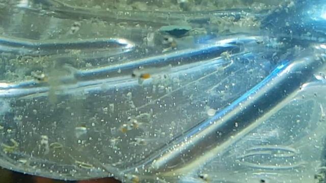 Alevines de pterophyllum scalare silver veil x rio nanay 30/09/2020 смотреть онлайн