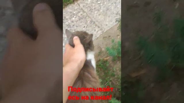 Барсик и ласка! смотреть онлайн
