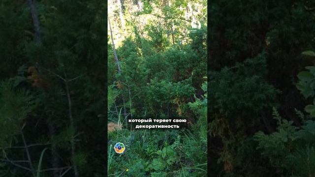 МОЖЖЕВЕЛЬНИК проблема и уход смотреть онлайн