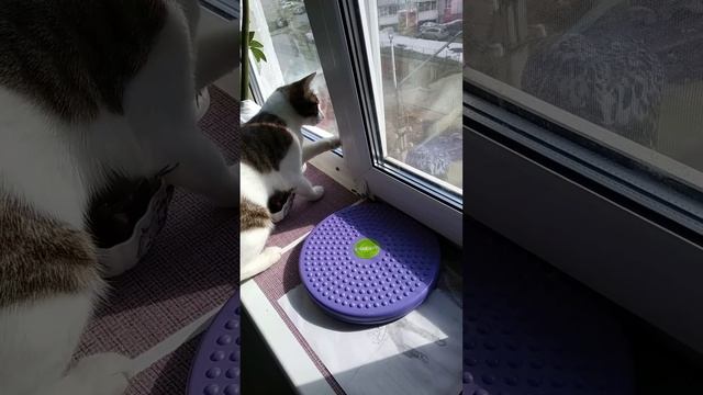 так никто и не испугался #кошка #голубь смотреть онлайн