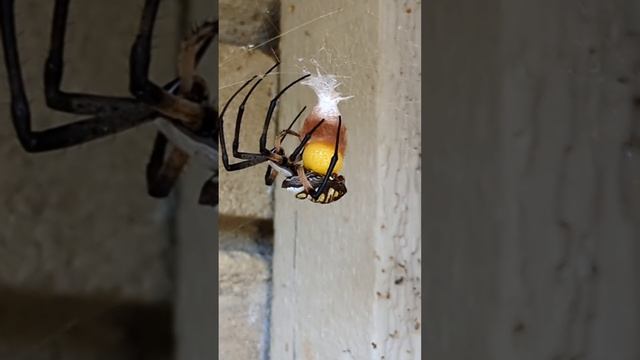 Garden spider (Argiope Aurantia) creating egg sac смотреть онлайн