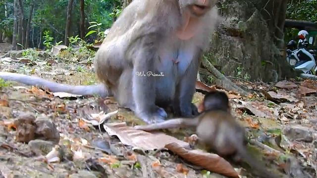 Princess Tilly became smart and strong girl | Mom Toma protects BB best from Aron | @realmonkey2023 смотреть онлайн