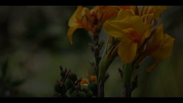 a6400 sigma 56 mm handheld смотреть онлайн