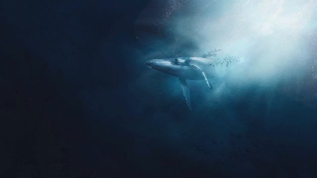 Whale & Diving Sounds - 60 Minutes Underwater Soundscape