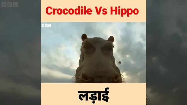 Crocodile Vs Hippos| #shorts #short #shortvideo #shortsfeed #hippo #crocodile #animalkingdom #afric смотреть онлайн