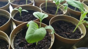 SOS!!! Сухие пятна на листьях БАКЛАЖАНА. Болезнь, вредители или ожог. #рассада #баклажаны