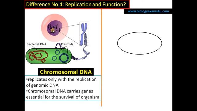 5 Differences between Chromosomal DNA and Plasmid DNA смотреть онлайн