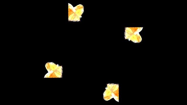 Live fish are floating in the air!А 3D hologram of the future on a smartphone #hologram #голограмма смотреть онлайн