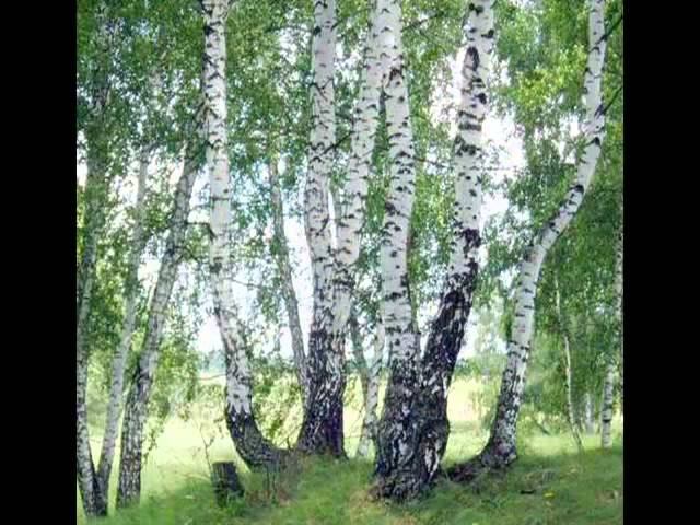 Светлане с днём рождения